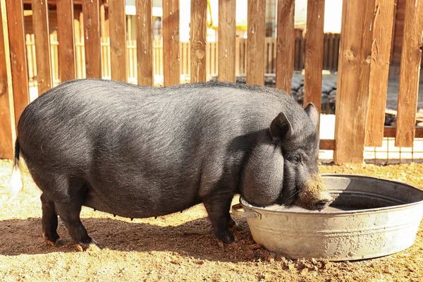 Милая свиная питьевая вода на ферме — стоковое фото