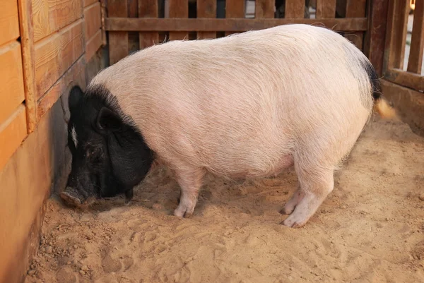 Милая свинья на ферме — стоковое фото