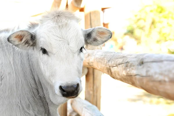 Sevimli inek çiftliğinde — Stok fotoğraf