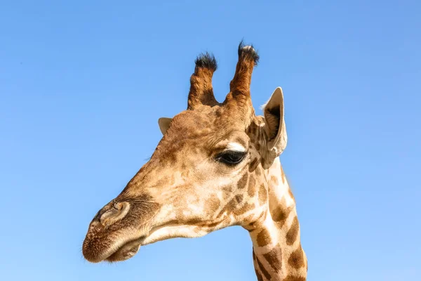 Aranyos zsiráf ellen, blue sky — Stock Fotó