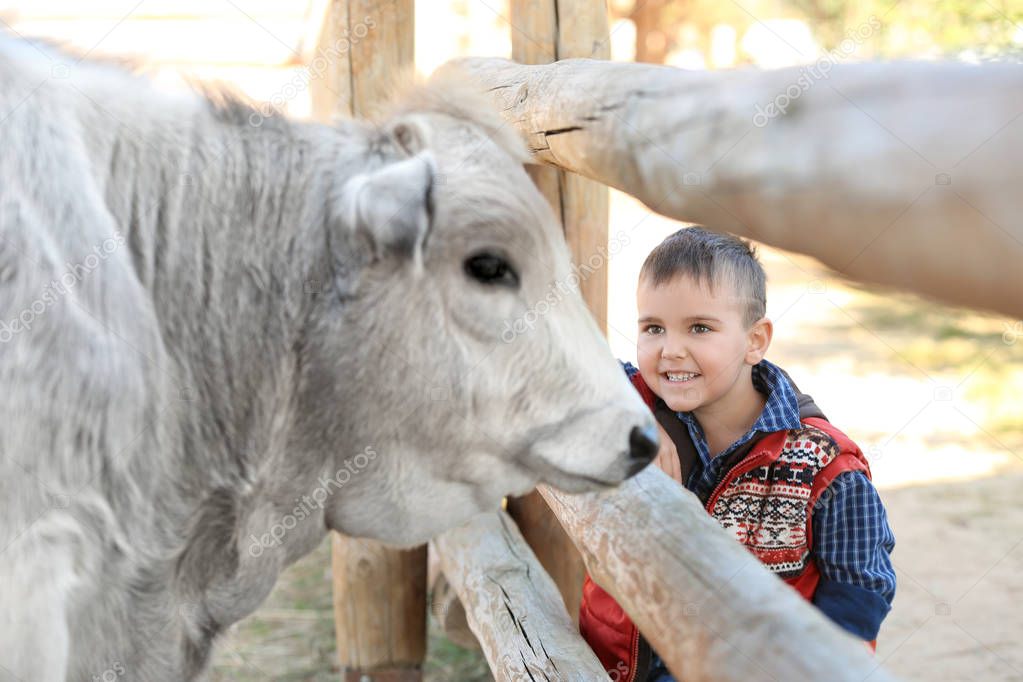 Little boy with cow in petting zoo