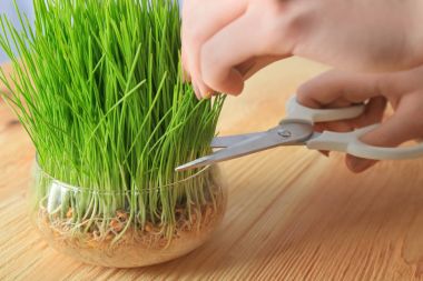 Kadın kesme buğday çimen suyu yapmak için