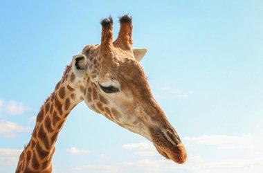 Mavi gökyüzü karşı sevimli zürafa