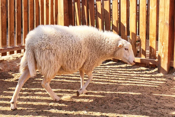 Cute sheep on farm — Stock Photo, Image