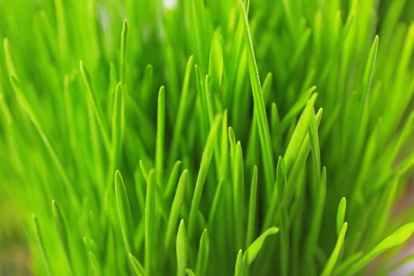 Fresh wheat grass — Stock Photo, Image