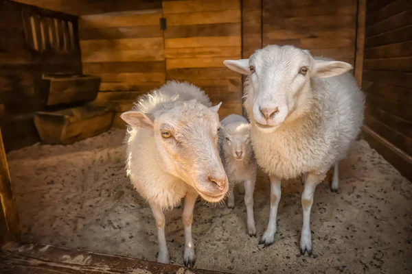 Πρόβατα με χαριτωμένο αρνάκι στο αγρόκτημα — Φωτογραφία Αρχείου