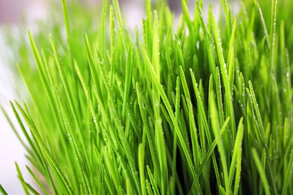 Fresh wheat grass — Stock Photo, Image