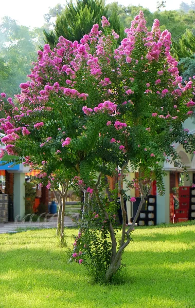 Hermoso Árbol Flor Aire Libre — Foto de Stock