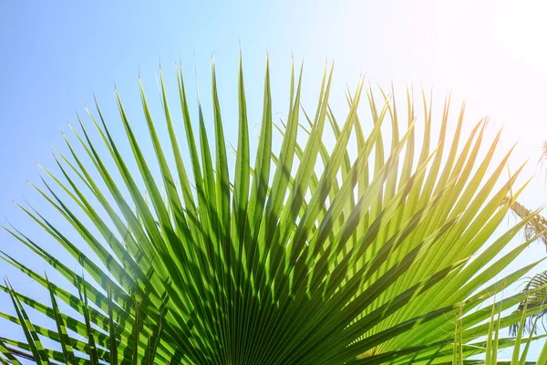 Hoja Tropical Verde Cielo Azul Sobre Fondo — Foto de Stock