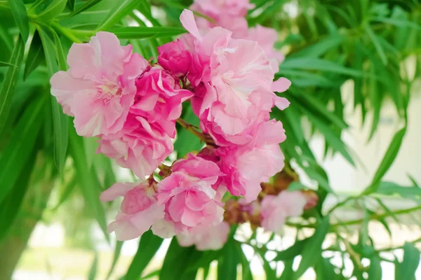 Tropikalne Różowy Kwitnących Kwiatów Zbliżenie — Zdjęcie stockowe