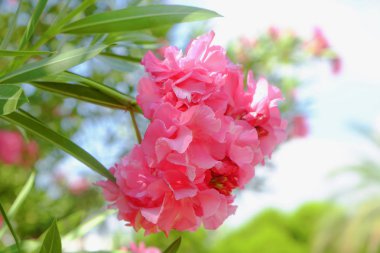 Tropikal Pembe çiçek açan çiçekler, portre