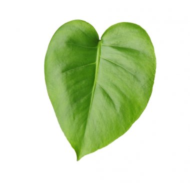 Beyaz izole tropikal monstera yaprak yeşil