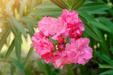 Tropikal Pembe çiçek açan çiçekler, portre