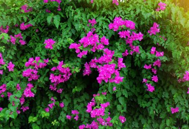 Tropikal Pembe çiçek açan çiçekler, portre