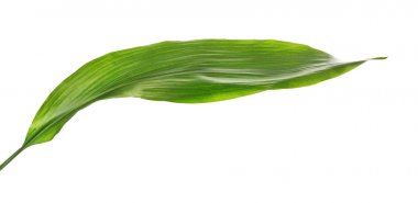Beyaz izole tropikal aspidistra yaprak yeşil