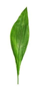 Beyaz izole tropikal aspidistra yaprak yeşil