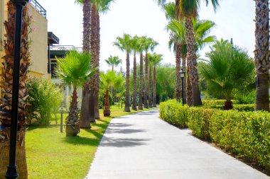 Sokak Resort tropikal palmiye ağaçları ile