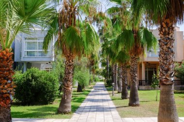 Sokak Resort tropikal palmiye ağaçları ile