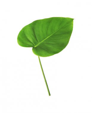 Beyaz izole tropikal monstera yaprak yeşil