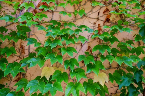 Wand Mit Grünen Blättern Bedeckt — Stockfoto