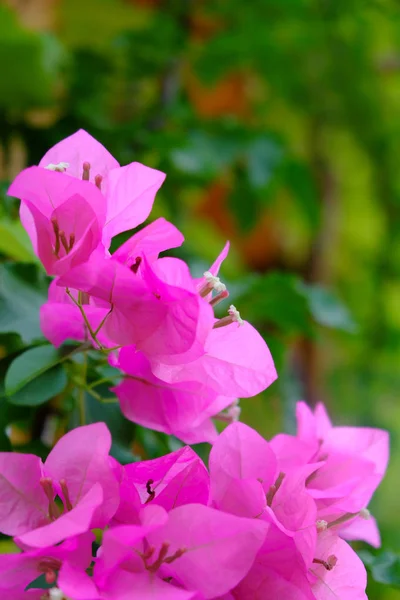 Tropical Pink Blooming Flowers Closeup — Stock Photo, Image