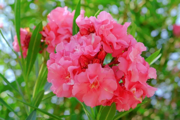Flores Florecientes Rosadas Tropicales Primer Plano — Foto de Stock
