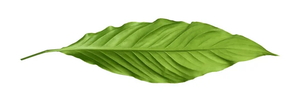 Folha Verde Espatífilo Tropical Isolado Branco — Fotografia de Stock