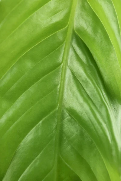 Green Tropical Leaf Closeup Nature Background — Stock Photo, Image