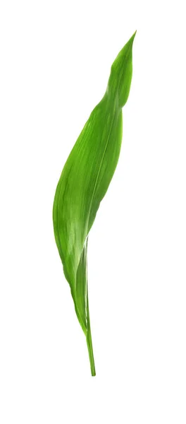 Зеленый Лист Тропической Аспидистры Изолированный Белом — стоковое фото