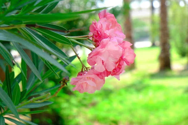 トロピカル ピンク満開の花のクローズ アップ — ストック写真