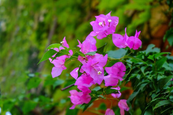 Tropical pink blooming flowers, closeup