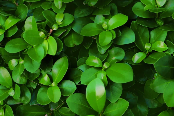 Grüne Tropische Pflanze Freien — Stockfoto