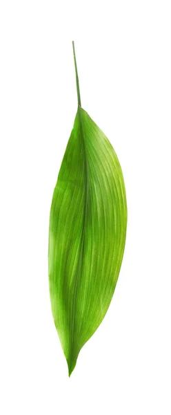 Foglia Verde Aspidistra Tropicale Isolata Bianco — Foto Stock