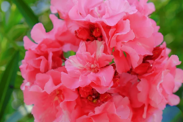 トロピカル ピンク満開の花のクローズ アップ — ストック写真