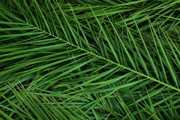 Багато Зелених Тропічних Листя Фон — стокове фото
