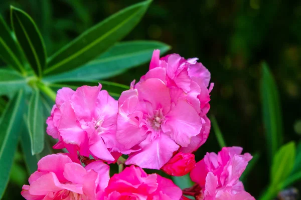Τροπικό Ροζ Ανθισμένα Λουλούδια Κοντινό Πλάνο — Φωτογραφία Αρχείου