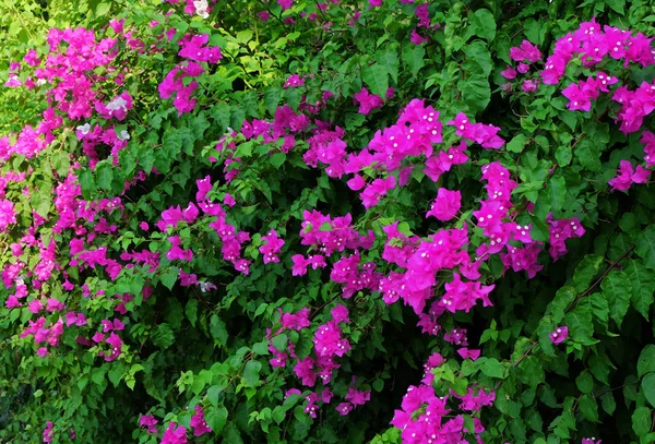 Tropikalne Różowy Kwitnących Kwiatów Zbliżenie — Zdjęcie stockowe