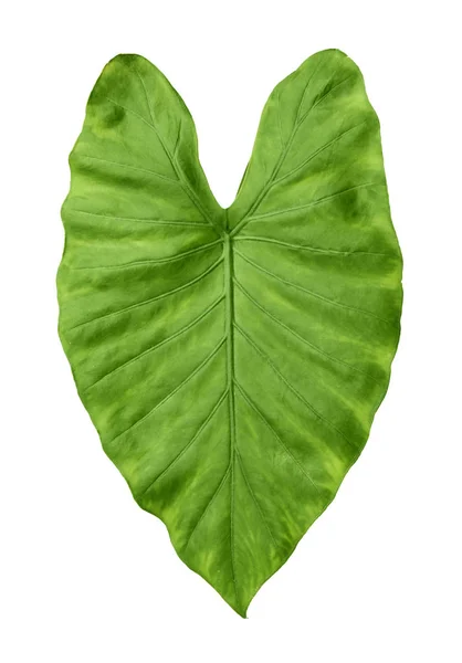 Grünes Blatt Der Tropischen Alocasia Odora Isoliert Auf Weiß — Stockfoto