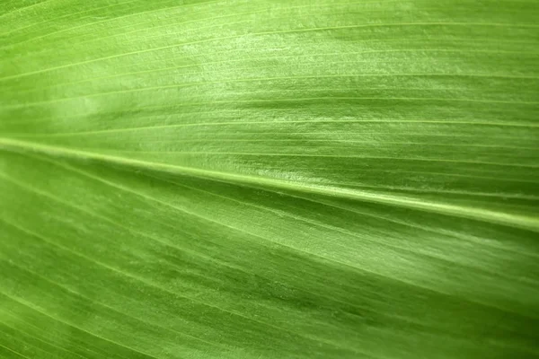 Feuille Tropicale Verte Gros Plan Contexte Naturel — Photo