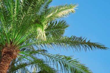 Tropikal tatil yeşil taze hurma