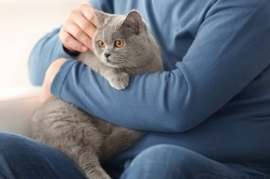 Komuta sizde holding şirin kedi, portre