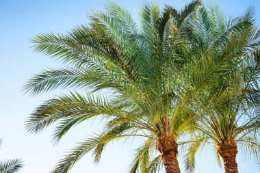 Tropikal tatil yeşil taze hurma