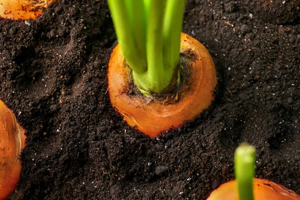 Zanahorias creciendo en el suelo —  Fotos de Stock