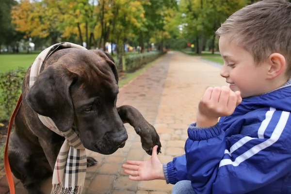 Mignon petit garçon avec son chien dans le parc d'automne — Photo