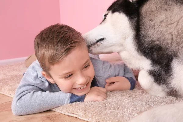 自宅でハスキー犬のかわいい男の子 — ストック写真