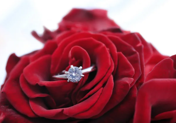 Rosa con anillo de compromiso sobre fondo blanco — Foto de Stock