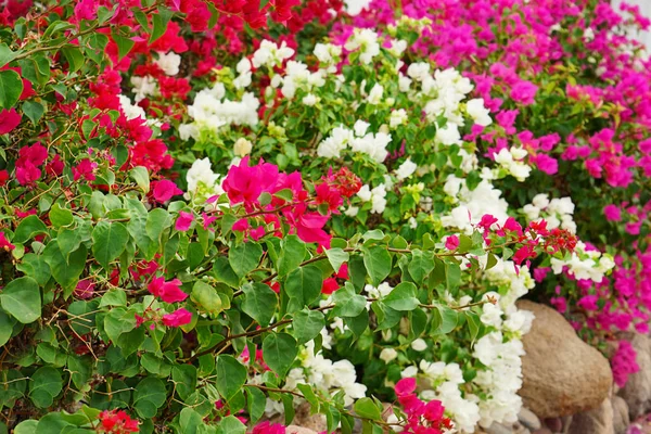 Arbusto tropical con hermosas flores —  Fotos de Stock