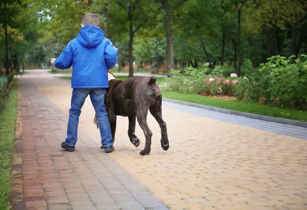 가 공원에 그의 개를 가진 귀여운 어린 소년 — 스톡 사진