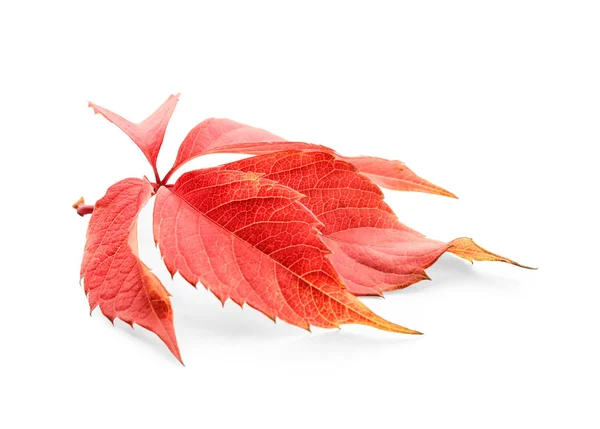 Красивые цветные осенние листья на белом фоне — стоковое фото