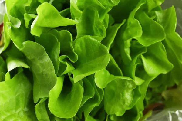 Bladeren van frisse groene salade, close-up — Stockfoto